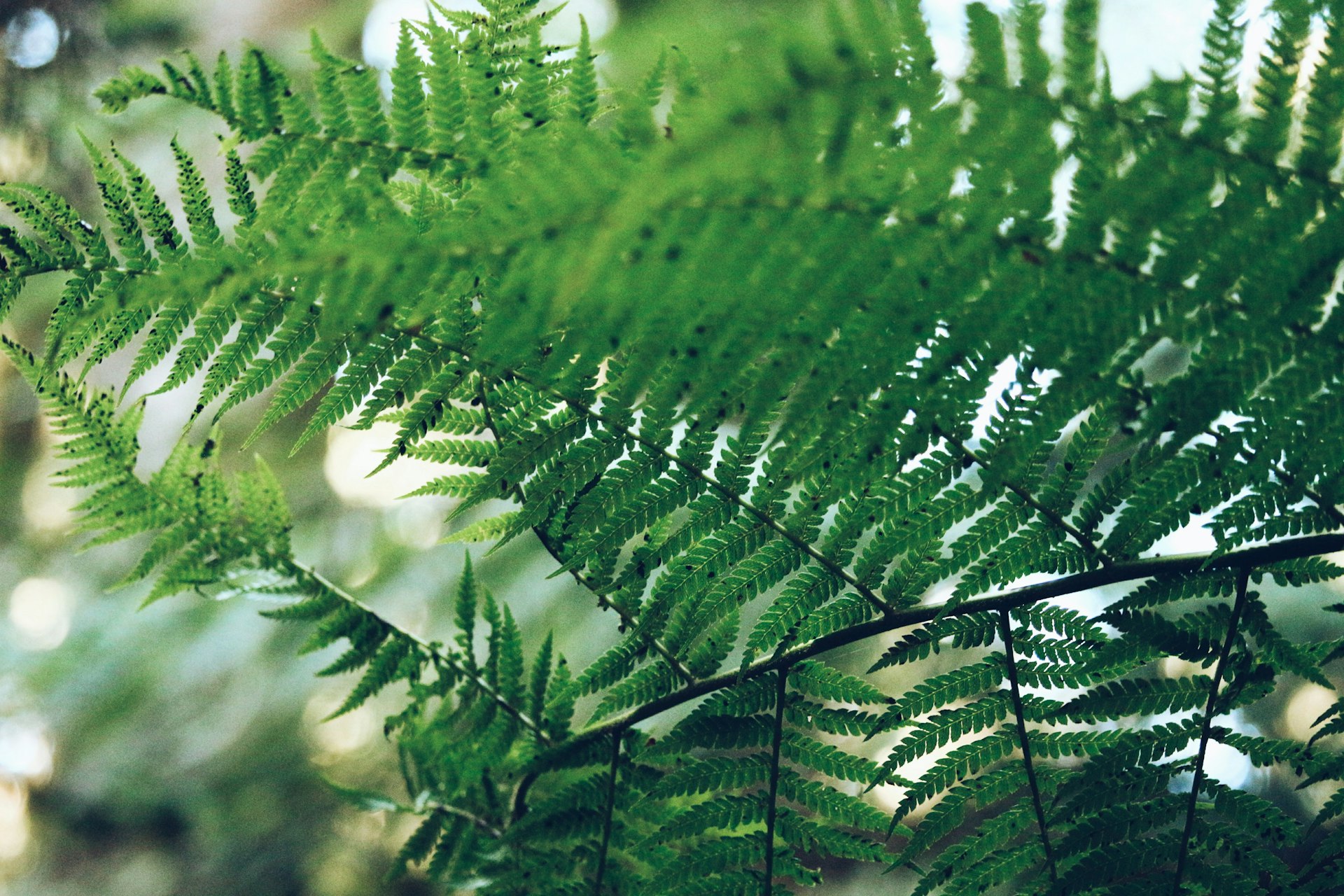 green plant
